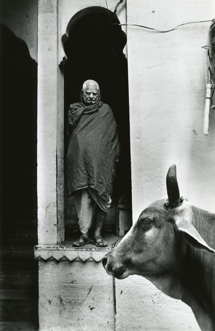 Holy cow in Varanasi India man watching underneath an arch cow in profile