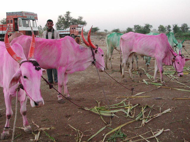 purple and green cows during a religious festival