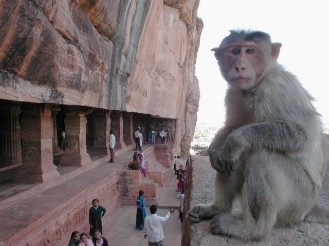 Monkey very close at Badami caves in India