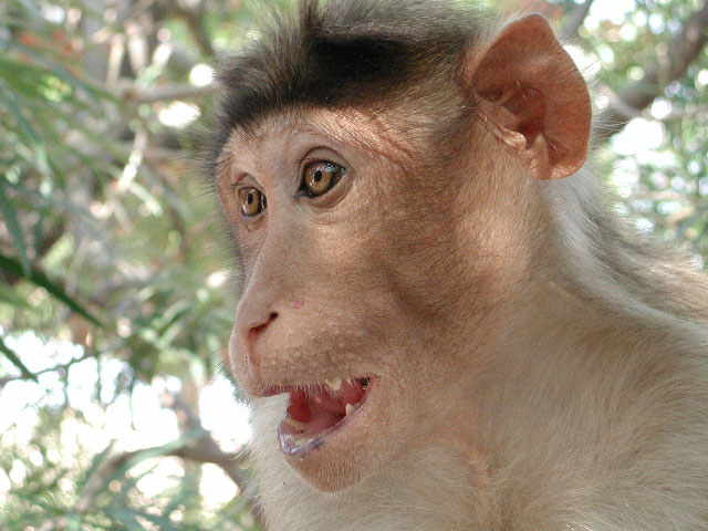 Monkey with funny face, eyes wide open looking surprised