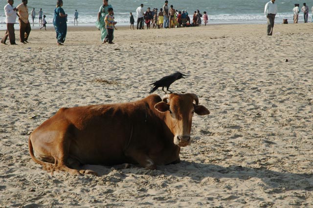 crow standing on a cow who is resting on Gokarnas holy beach with pilgrims in the background