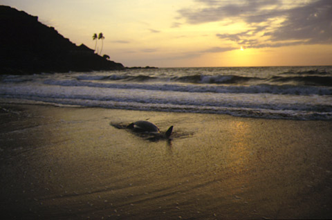 dead dolphin on the beach of Gokarna India by sunset