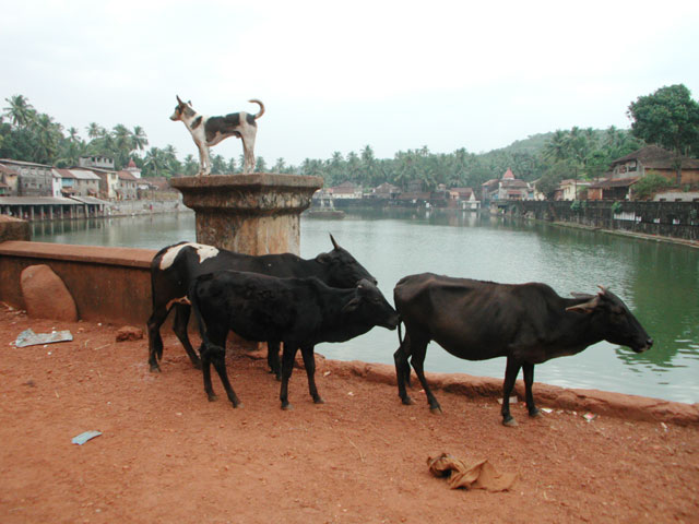 Three cows on the ground and a dog on a pedestal, Kutithirta the holy pool in Gokarna