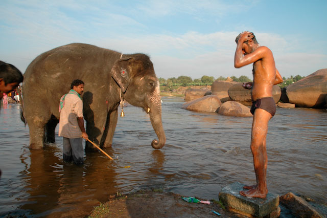 holy temple elephant in hampi going for a bath pilgrim washing himself