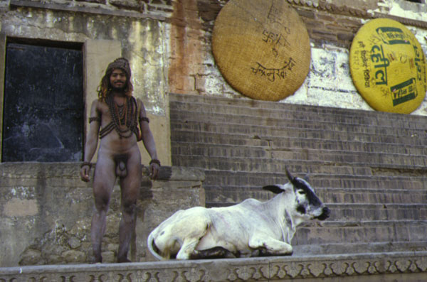 Nude naked sadhu next to a holy cow swastica Varanasi Ganga Ganges