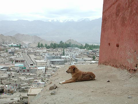 Ladakh leh tibetan monastery dog