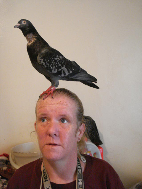 pigeon lady bird domestic animal