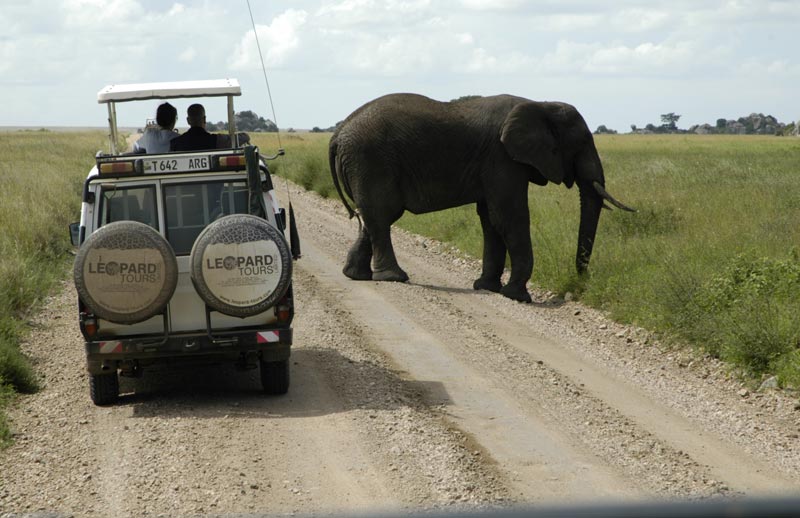elephant crossing road at Serengeti national park, jeep with tourists watching