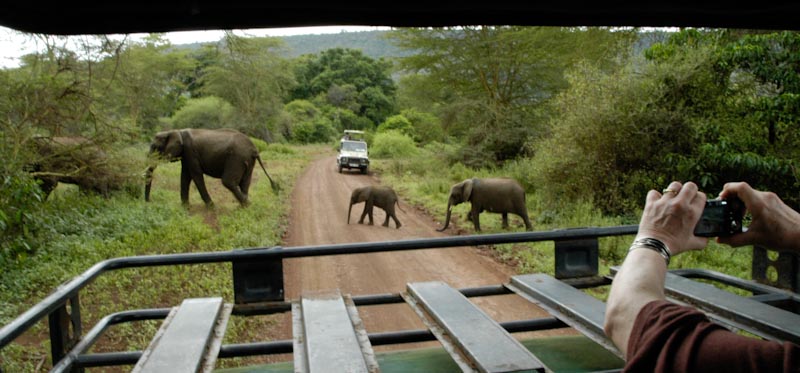 two baby elephant and two adult elephants frossing road at Manyara game park
