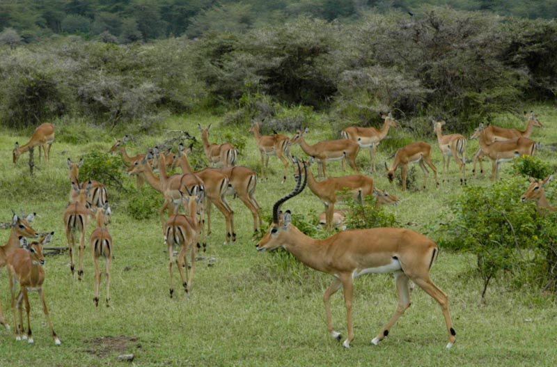 Impala antilopes in Manyara game park