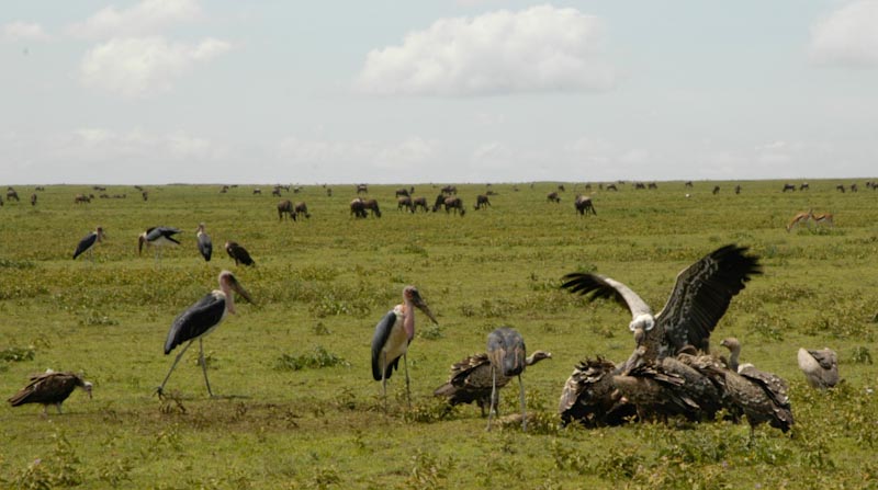 Marabou storks and other vultures eating a dead wildebeest