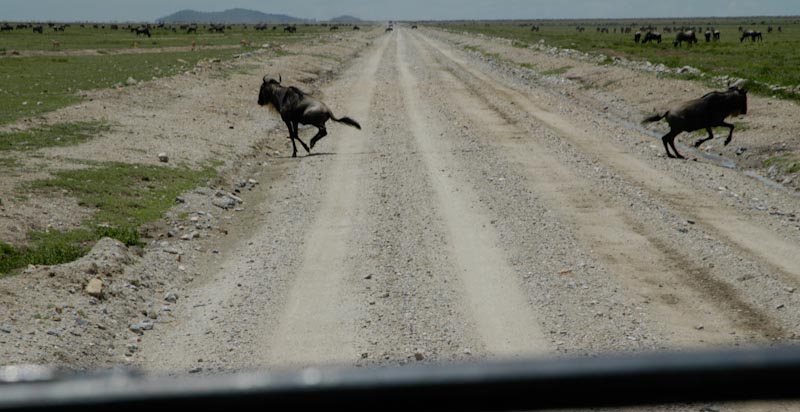 two wildebeest running opposite directions over a road when a jeep is approaching