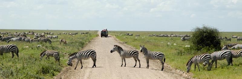zebras in a line crossing road at Serengeti wild life park