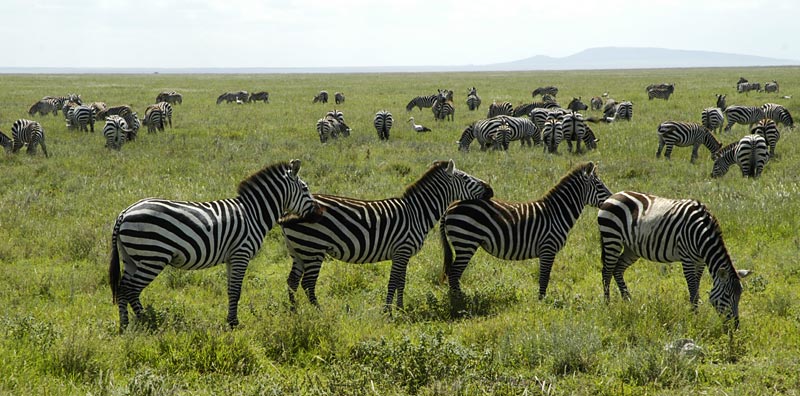 four zebras in a line at Serengeti wild life park