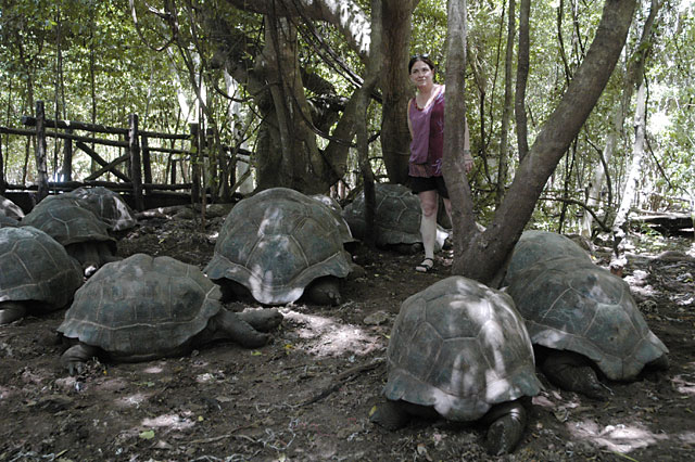 Giant tortoises and a woman, Prison island near Ston Town Zanzibar