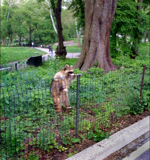 raccoon climbing a fence in Central Park Manhattan new york
