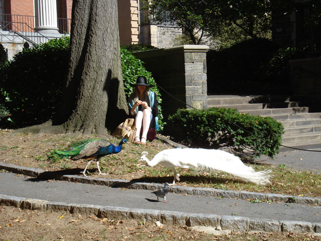 Albino peacock, regural peacock, pigeon and a woman in black hat with wide brim in the park of St John the Divine, Manhattan