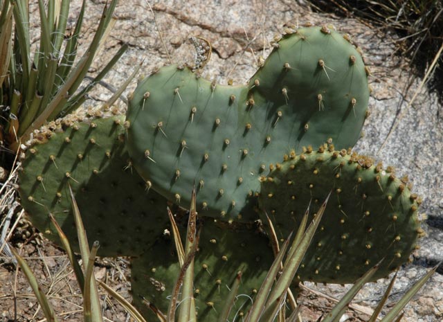 cactus with the shape of a heart, Tucson Arizona
