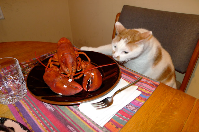 cat sniffing lobster fork