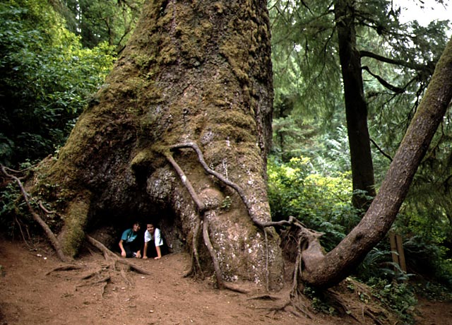 huge douglas trees in Oregon