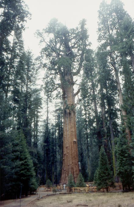 The biggest living Thing. General Sherman Tree. Sequoia national park