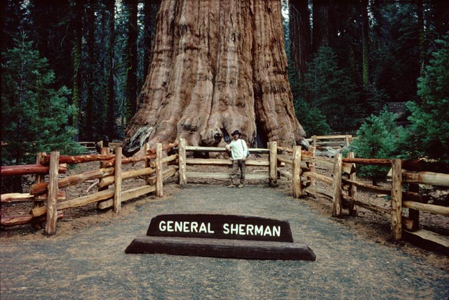 The biggest living Thing. General Sherman Tree. Sequoia national park. Man standing by the tree