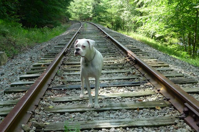 white boxer railway tracks albino