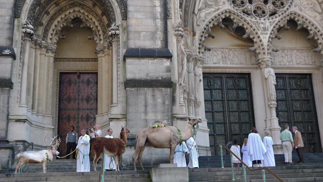 Blessing of the animals at the Cathedral of Saint John the Divine. Mostly dogs and cats are present but even a camel, lama, raindeer, swan, other birds and pets are brought here