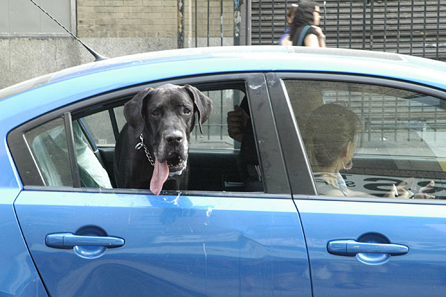 Dog looking out from car window with tongue hanging out on a very hot summer day